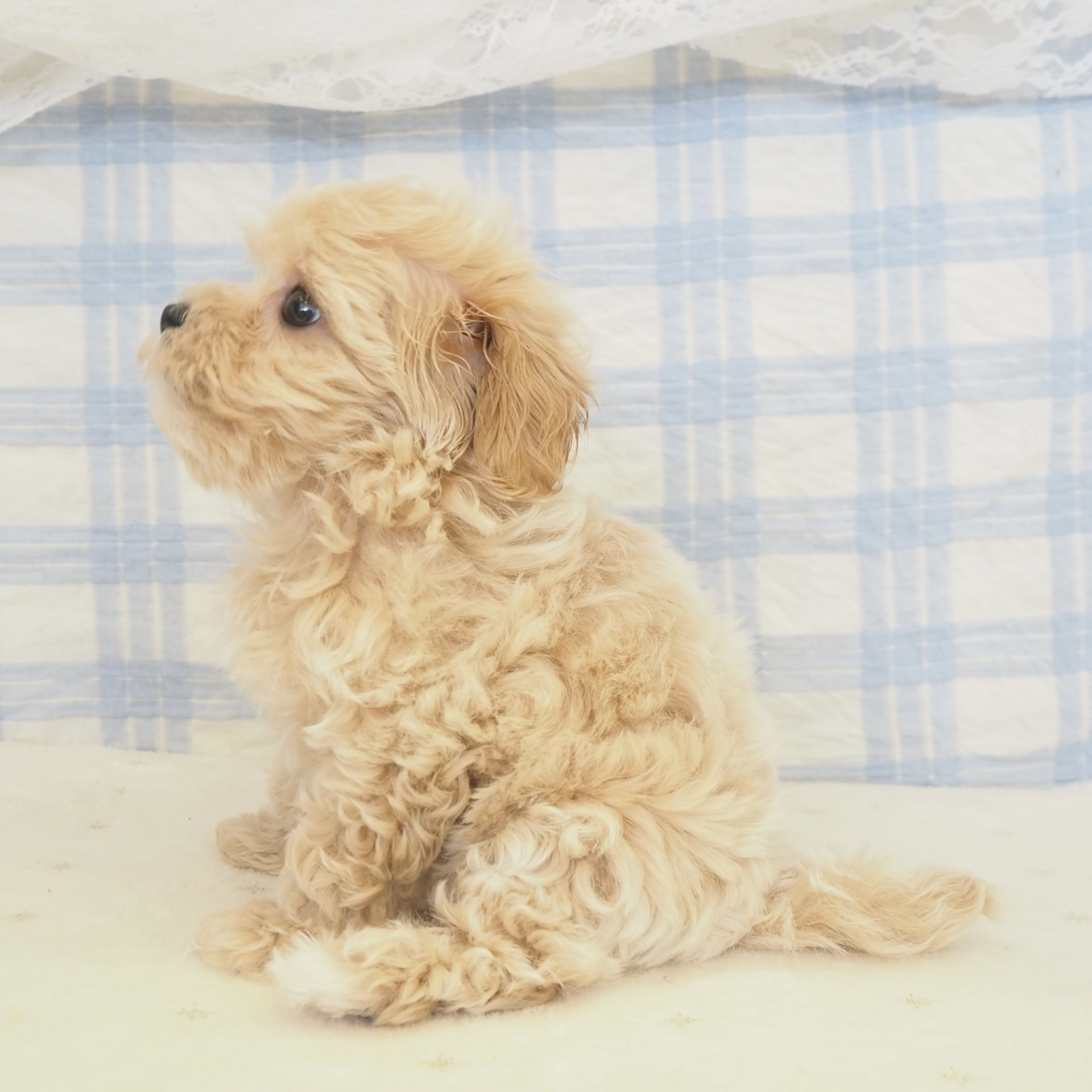 大阪府のマルプー(マルチーズ×プードル) (犬の家＆猫の里もりのみやキューズモールBASE店/2026年5月16日生まれ/女の子/クリーム)の子犬の4枚目の画像