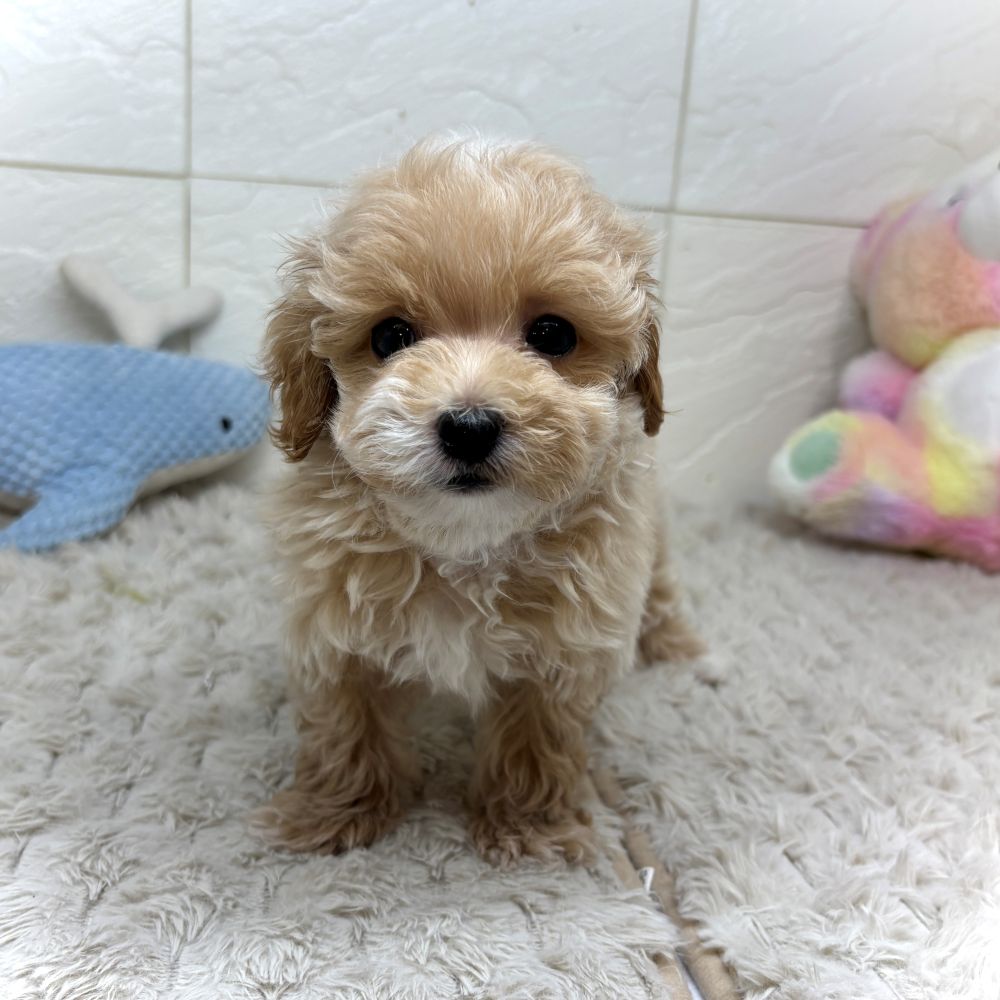 兵庫県のマルプー(マルチーズ×プードル) (犬の家＆猫の里ゆめタウン姫路店/2026年5月16日生まれ/男の子/クリーム)の子犬の4枚目の画像