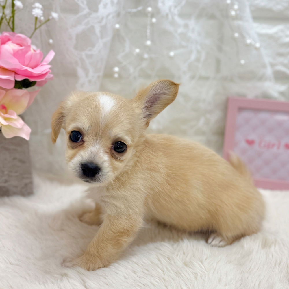福井県のチワックス(チワワ×ダックス) (犬の家＆猫の里アミーゴ福井大和田店/2026年5月17日生まれ/女の子/クリームホワイト)の子犬の4枚目の画像