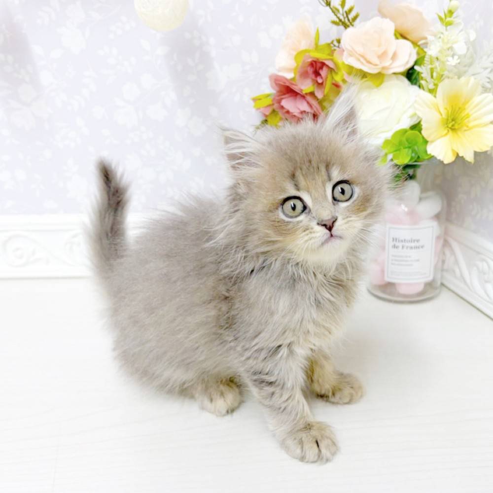 富山県のミヌエット (犬の家＆猫の里アミーゴ山室店/2026年5月15日生まれ/女の子/ブルータビー)の子猫の4枚目の画像
