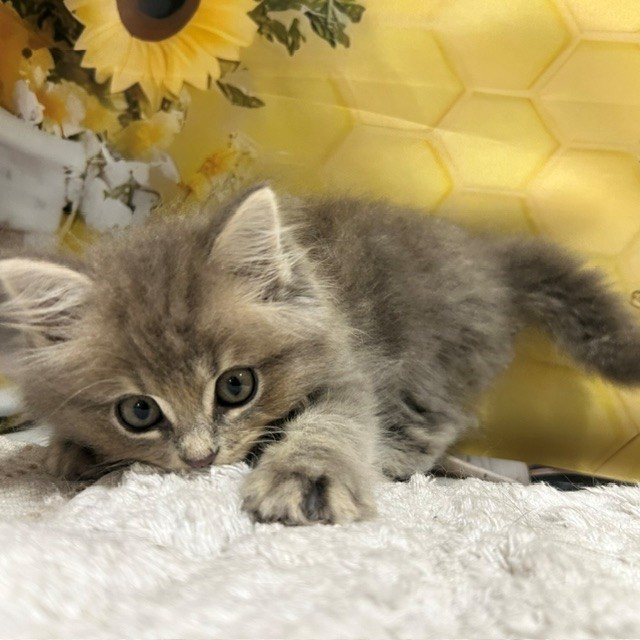 福岡県のミヌエット (犬の家＆猫の里トリアス久山店/2026年5月15日生まれ/男の子/ブルータビー)の子猫の4枚目の画像