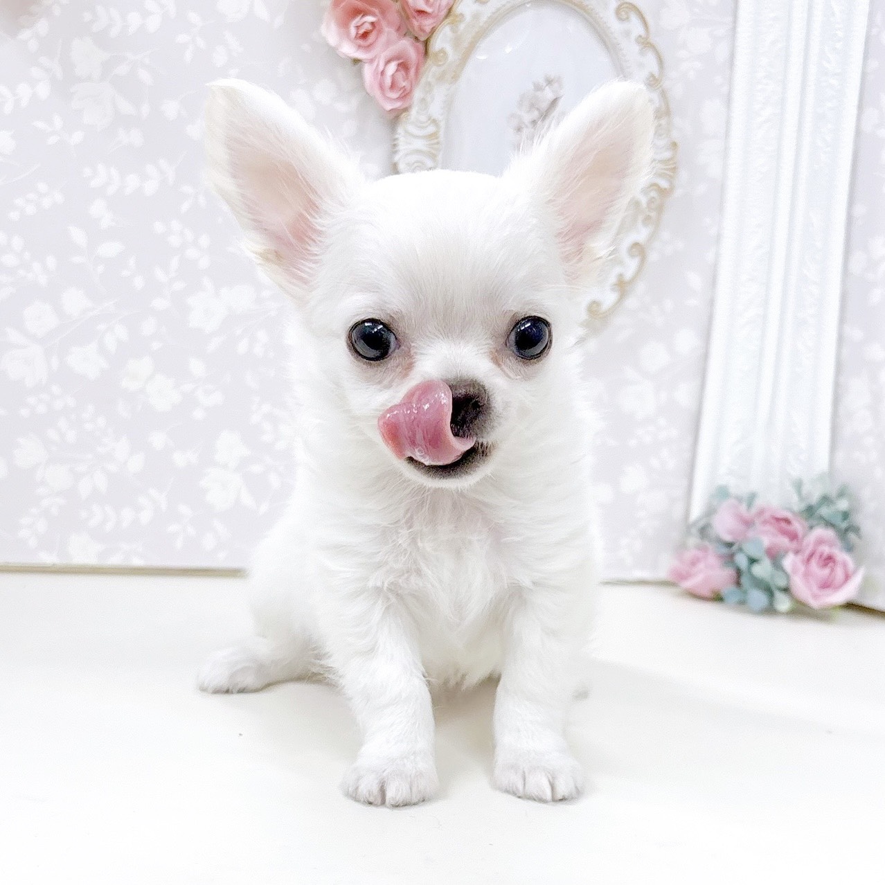 富山県のチワワ(ロング) (犬の家＆猫の里アミーゴ高岡蓮花寺店/2026年5月11日生まれ/男の子/クリーム)の子犬の4枚目の画像