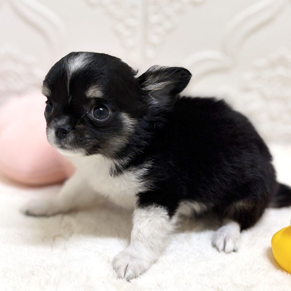 愛知県のチワワ(ロング) (犬の家＆猫の里岡崎店/2026年5月15日生まれ/女の子/ブラックタンホワイト)の子犬の4枚目の画像