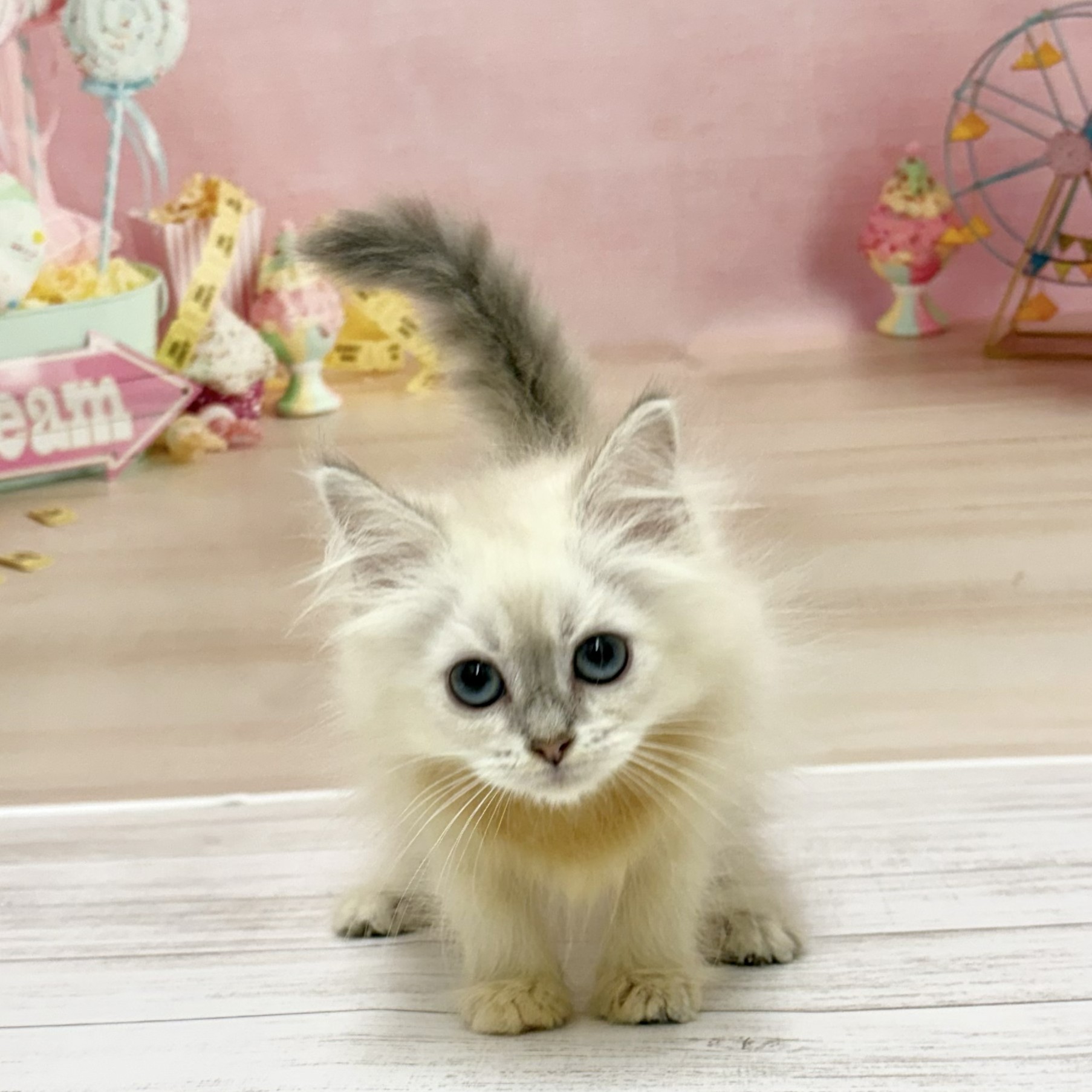 兵庫県のネヴァマスカレード (犬の家＆猫の里尼崎店/2026年5月1日生まれ/女の子/ブルーリンクスポイントホワイト)の子猫の4枚目の画像