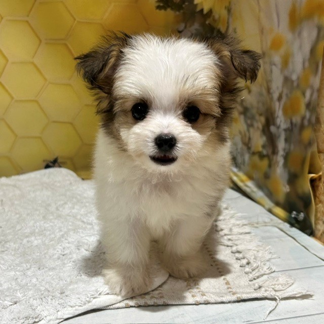 福岡県のハーフ犬・ミックス犬 (犬の家＆猫の里トリアス久山店/2026年5月15日生まれ/男の子/ホワイトレッド)の子犬の4枚目の画像