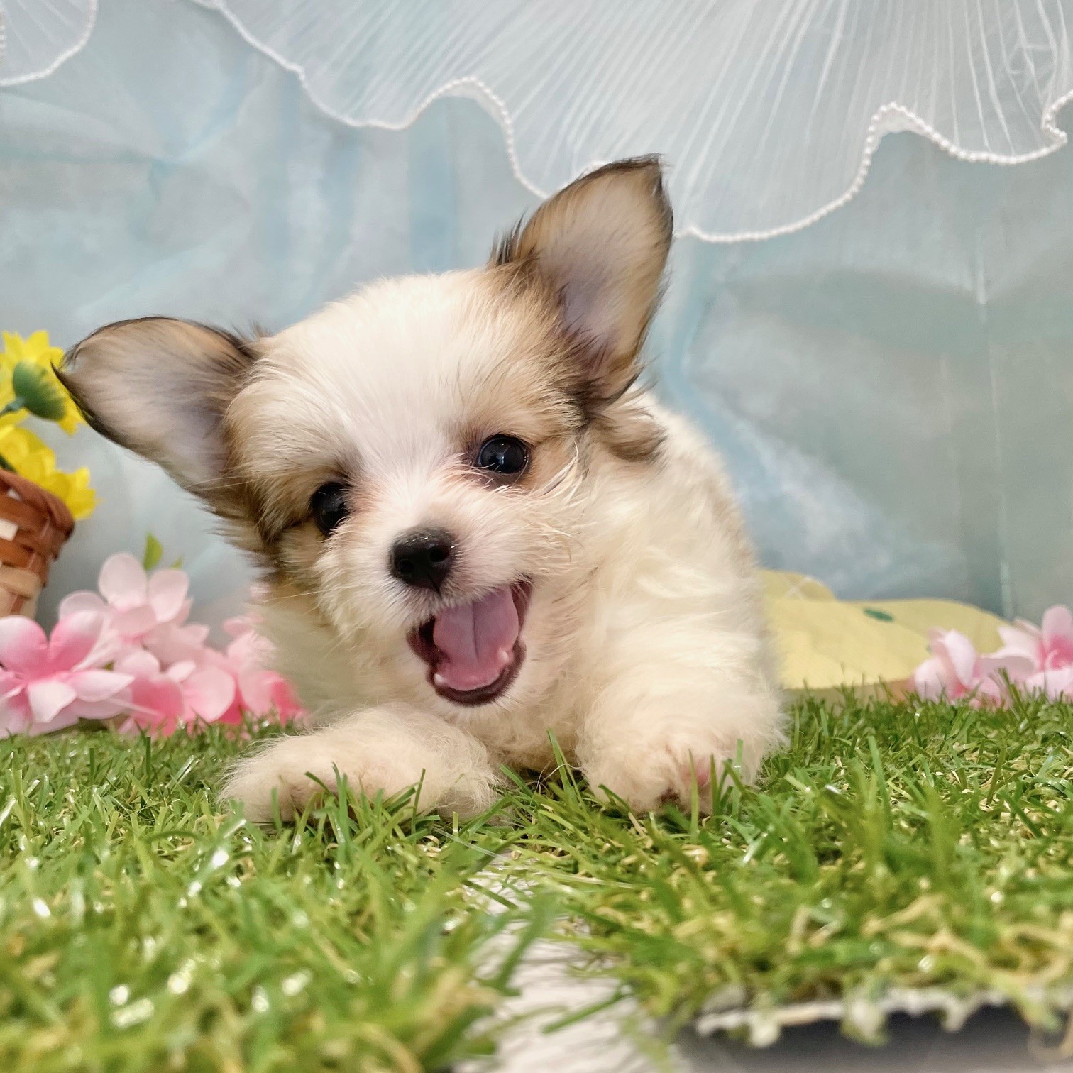 福岡県のハーフ犬・ミックス犬 (犬の家＆猫の里くりえいと宗像店/2026年5月15日生まれ/女の子/ホワイトレッド)の子犬の4枚目の画像