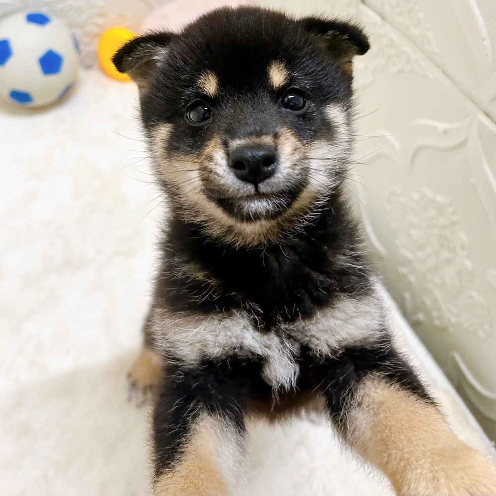 愛知県の豆柴 (犬の家＆猫の里岡崎店/2026年5月13日生まれ/男の子/黒)の子犬の4枚目の画像