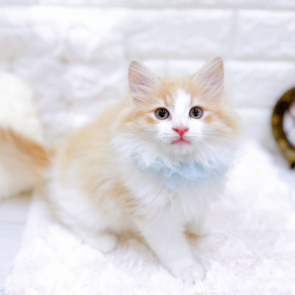 福井県のノルウェージャンフォレストキャット (犬の家＆猫の里アミーゴ福井店/2026年5月11日生まれ/男の子/クリームタビーホワイト)の子猫の4枚目の画像