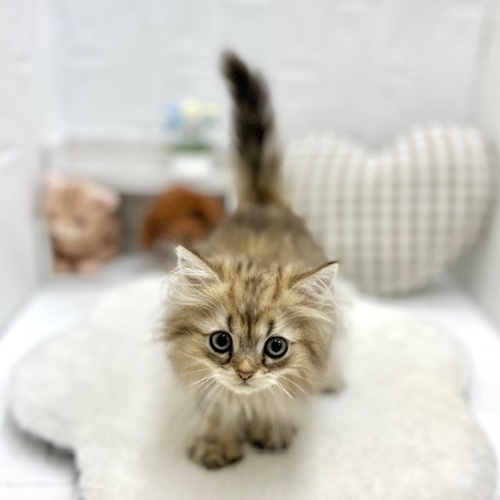 愛知県のペルシャ (犬の家＆猫の里豊川インター店/2026年5月17日生まれ/男の子/チンチラゴールデン)の子猫の4枚目の画像
