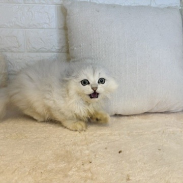 東京都のペルシャ (犬の家＆猫の里新宿店/2026年5月17日生まれ/女の子/チンチラシルバー)の子猫の4枚目の画像