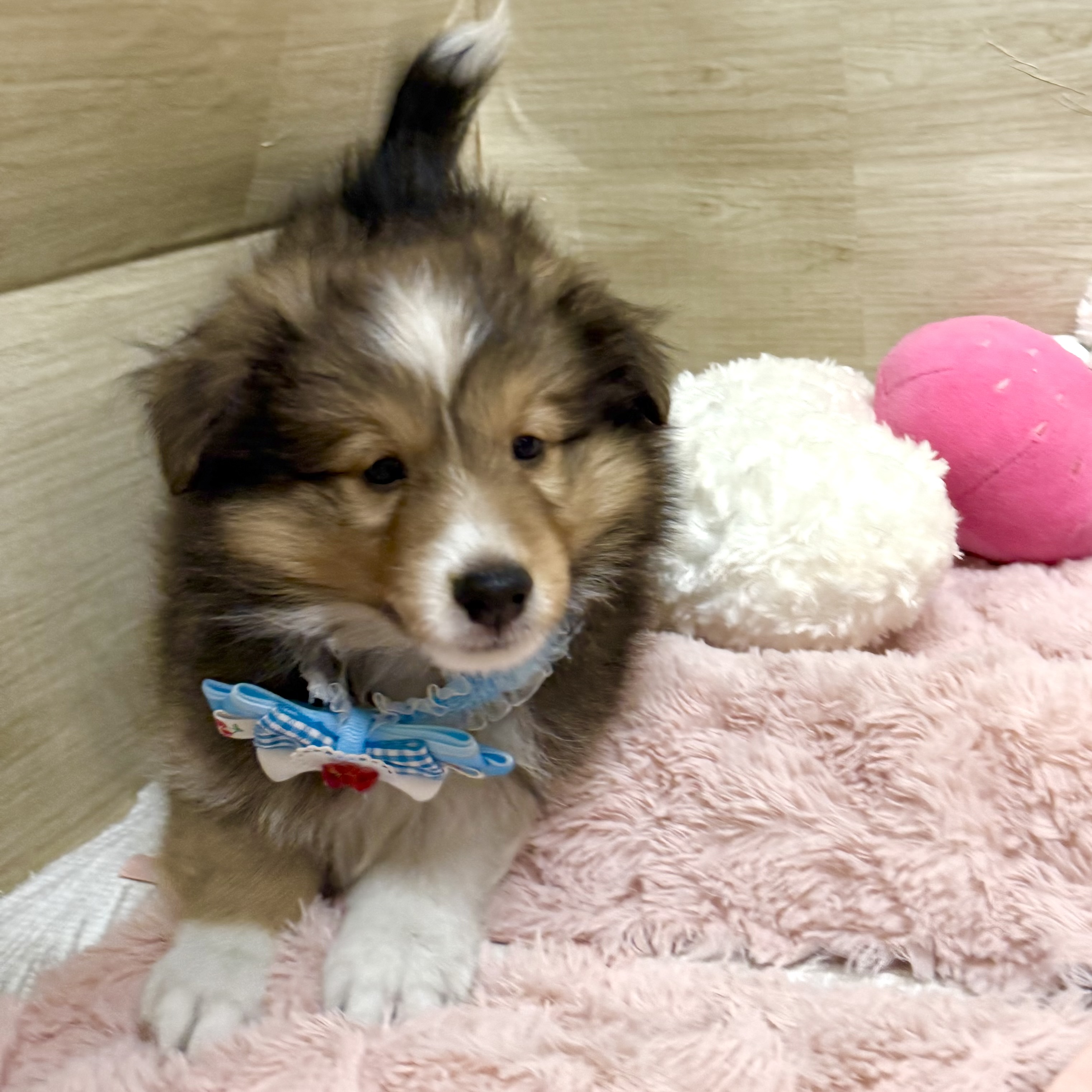 大阪府のシェットランドシープドッグ (犬の家＆猫の里そよら東岸和田店/2026年5月13日生まれ/男の子/セーブルホワイト)の子犬の1枚目の画像