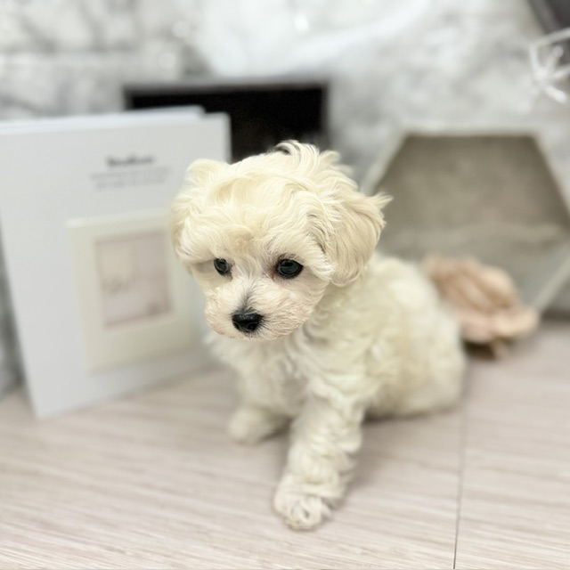 千葉県のマルプー(マルチーズ×プードル) (犬の家＆猫の里ワンズモール稲毛店/2026年5月18日生まれ/女の子/ホワイト)の子犬の4枚目の画像