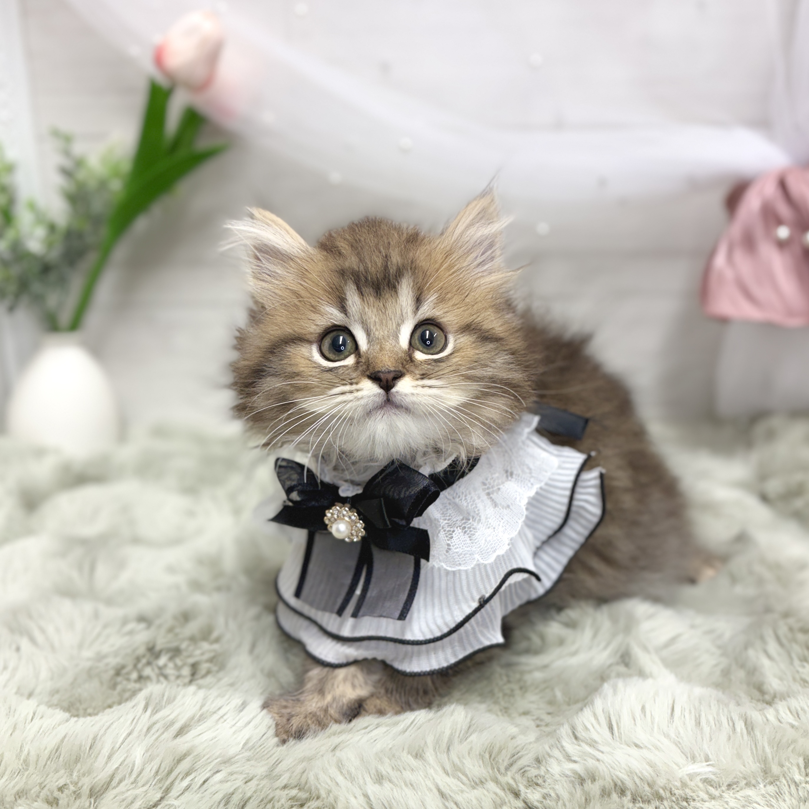 生体画像4
