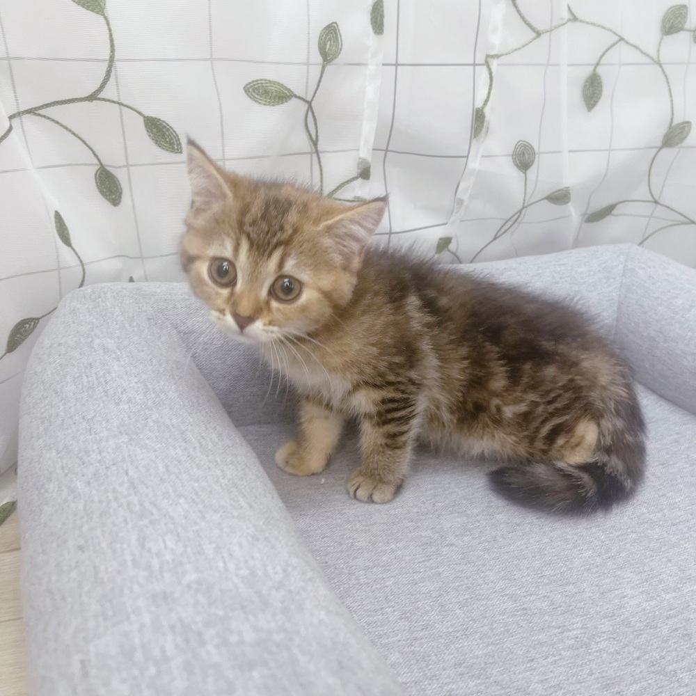 長野県のマンチカン (犬の家＆猫の里塩尻店/2026年5月13日生まれ/女の子/ブラウンタビー)の子猫の4枚目の画像