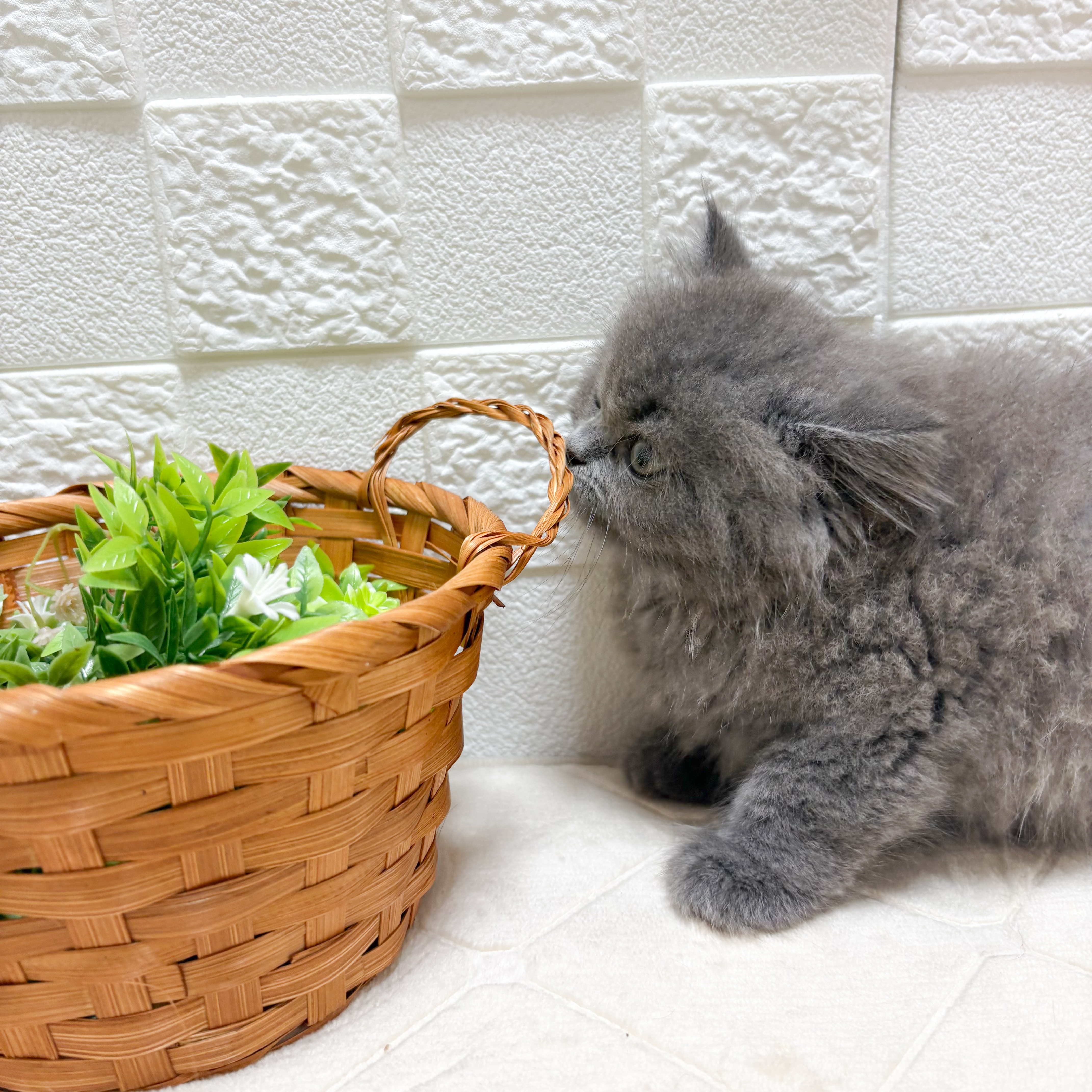 東京都のスコティッシュフォールド (犬の家＆猫の里ペットフォレスト小平店/2026年5月18日生まれ/男の子/ブルー)の子猫の4枚目の画像