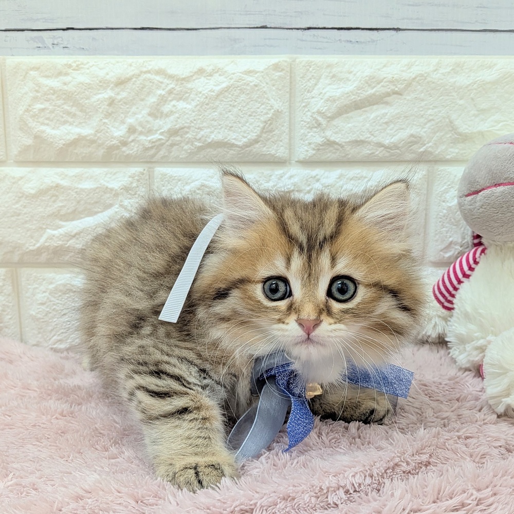 静岡県のミヌエット (犬の家＆猫の里アミーゴ浜松和田店/2026年5月15日生まれ/男の子/チンチラゴールデン)の子猫の4枚目の画像