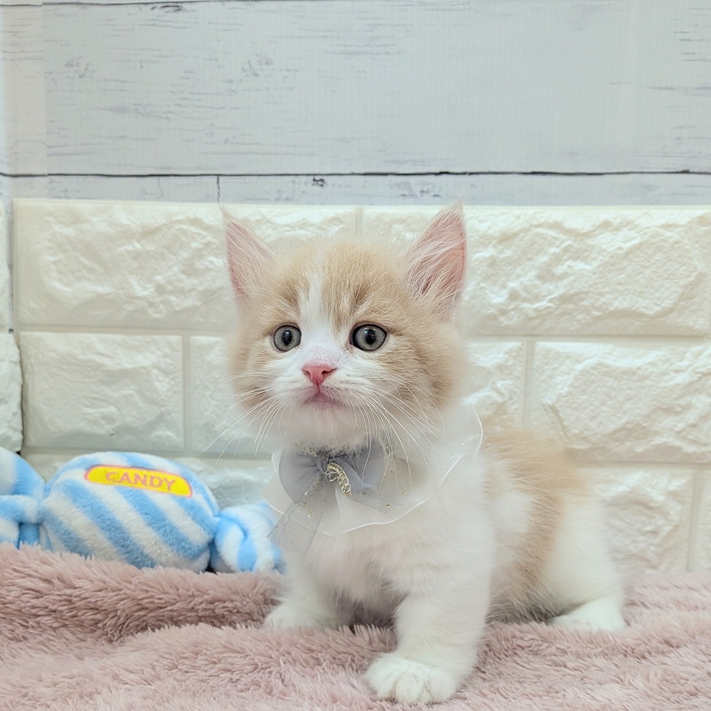 静岡県のマンチカン (犬の家＆猫の里アミーゴ浜松和田店/2026年5月14日生まれ/男の子/クリームタビーホワイト)の子猫の4枚目の画像