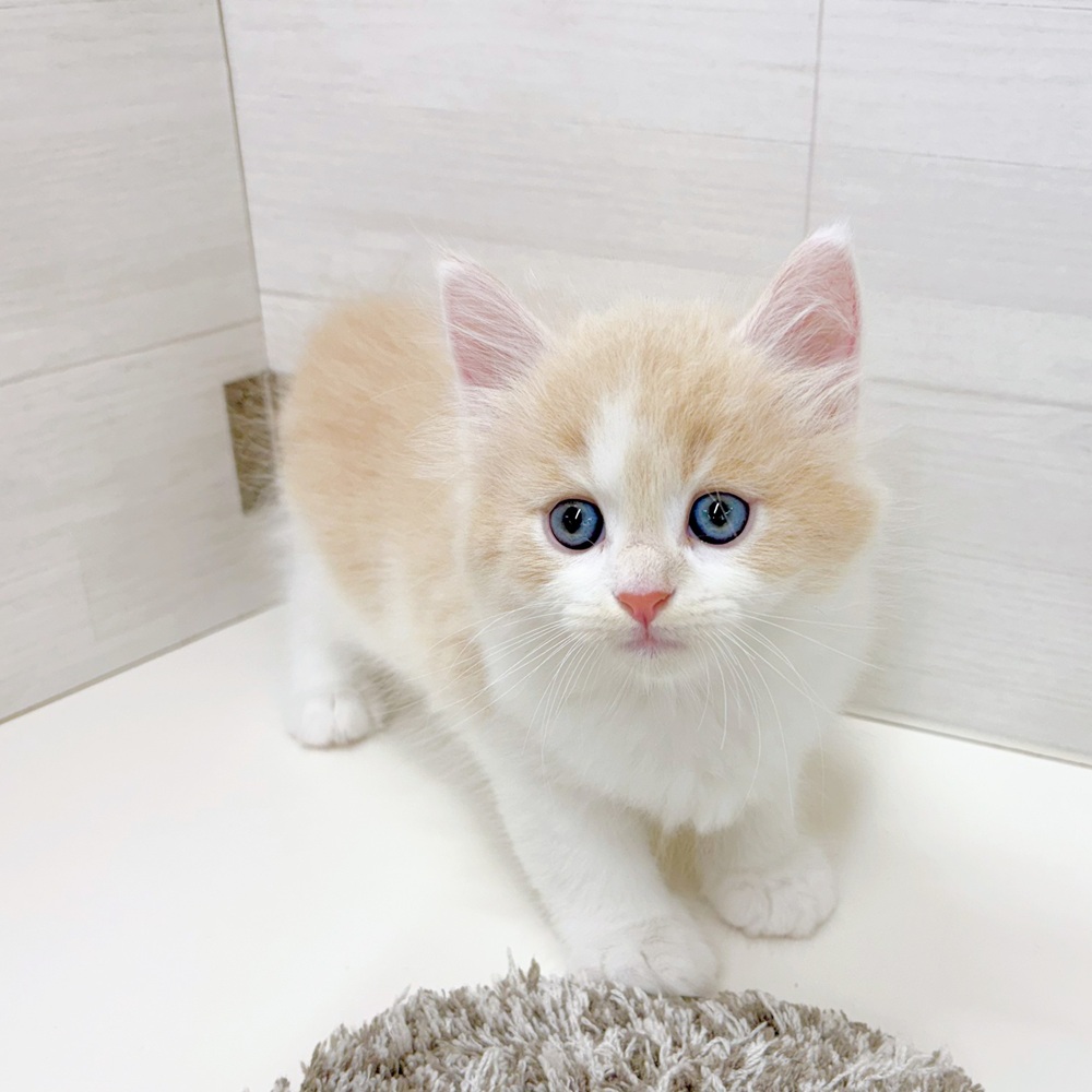 石川県のマンチカン (犬の家＆猫の里アミーゴ金沢おこばた店/2026年5月14日生まれ/男の子/クリームタビーホワイト)の子猫の4枚目の画像