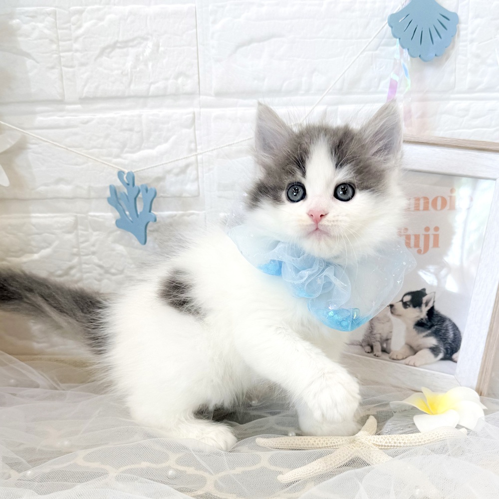 静岡県のマンチカン (犬の家＆猫の里富士店/2026年5月14日生まれ/男の子/ブルータビーホワイト)の子猫の4枚目の画像