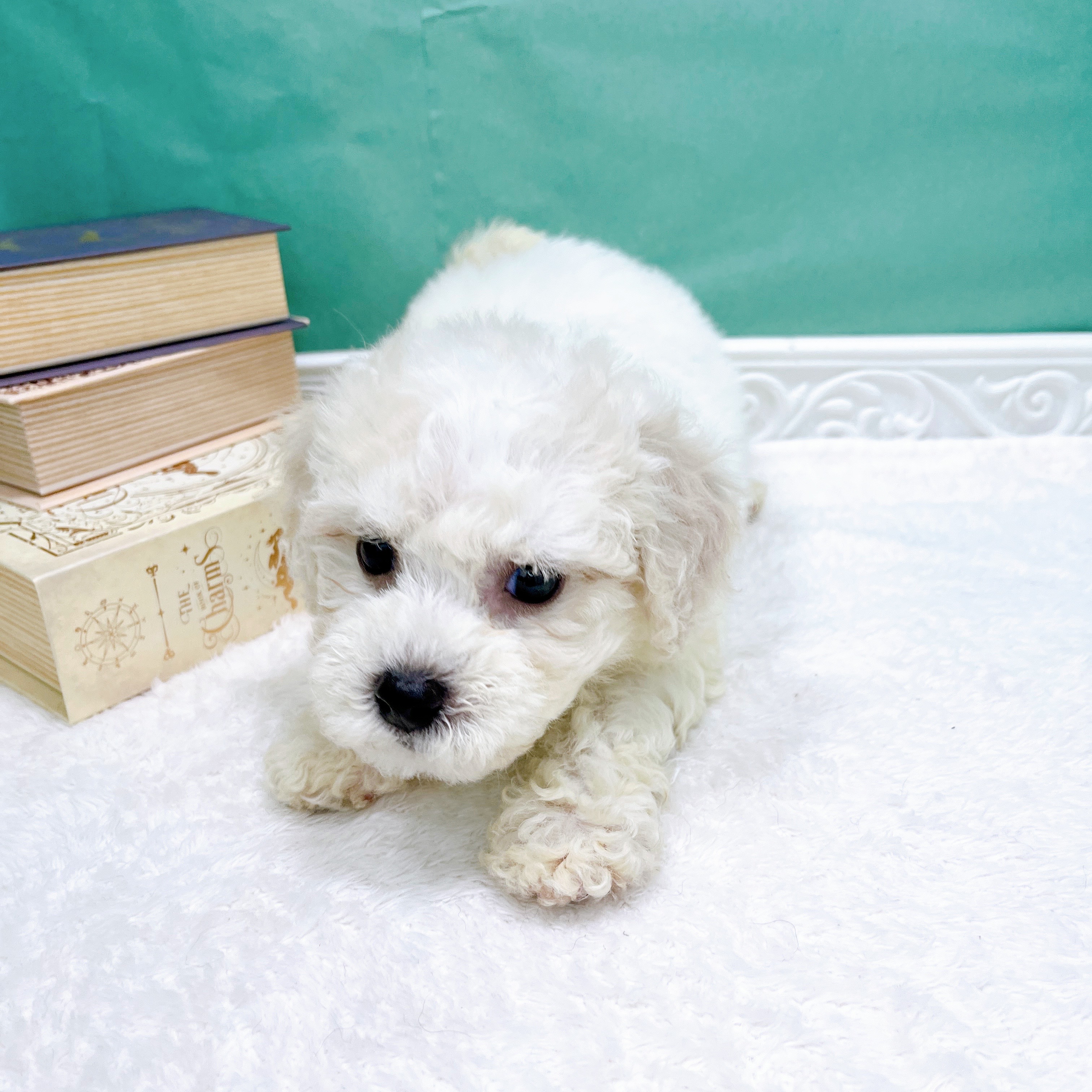 石川県のビションフリーゼ (犬の家＆猫の里アミーゴ金沢有松店/2026年5月18日生まれ/女の子/ホワイト)の子犬の4枚目の画像