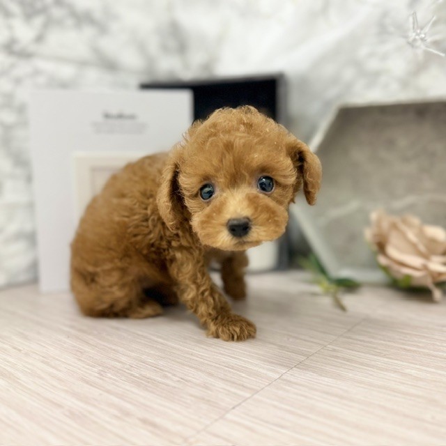 千葉県のトイプードル(トイ) (犬の家＆猫の里ワンズモール稲毛店/2026年5月19日生まれ/女の子/レッド)の子犬の4枚目の画像