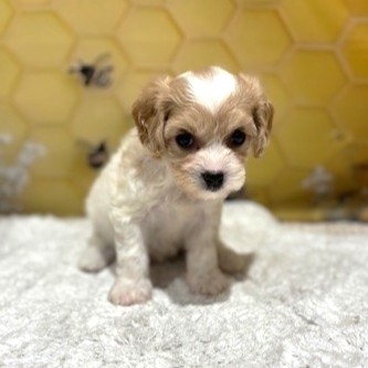 福岡県のハーフ犬・ミックス犬 (犬の家＆猫の里トリアス久山店/2026年5月19日生まれ/女の子/レッドホワイト)の子犬の1枚目の画像