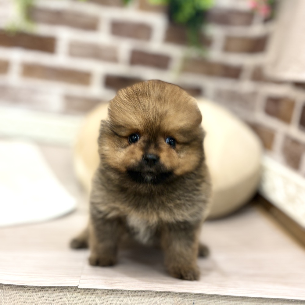 三重県のポメラニアン (犬の家＆猫の里三重桑名店/2026年5月18日生まれ/男の子/オレンジ)の子犬の4枚目の画像