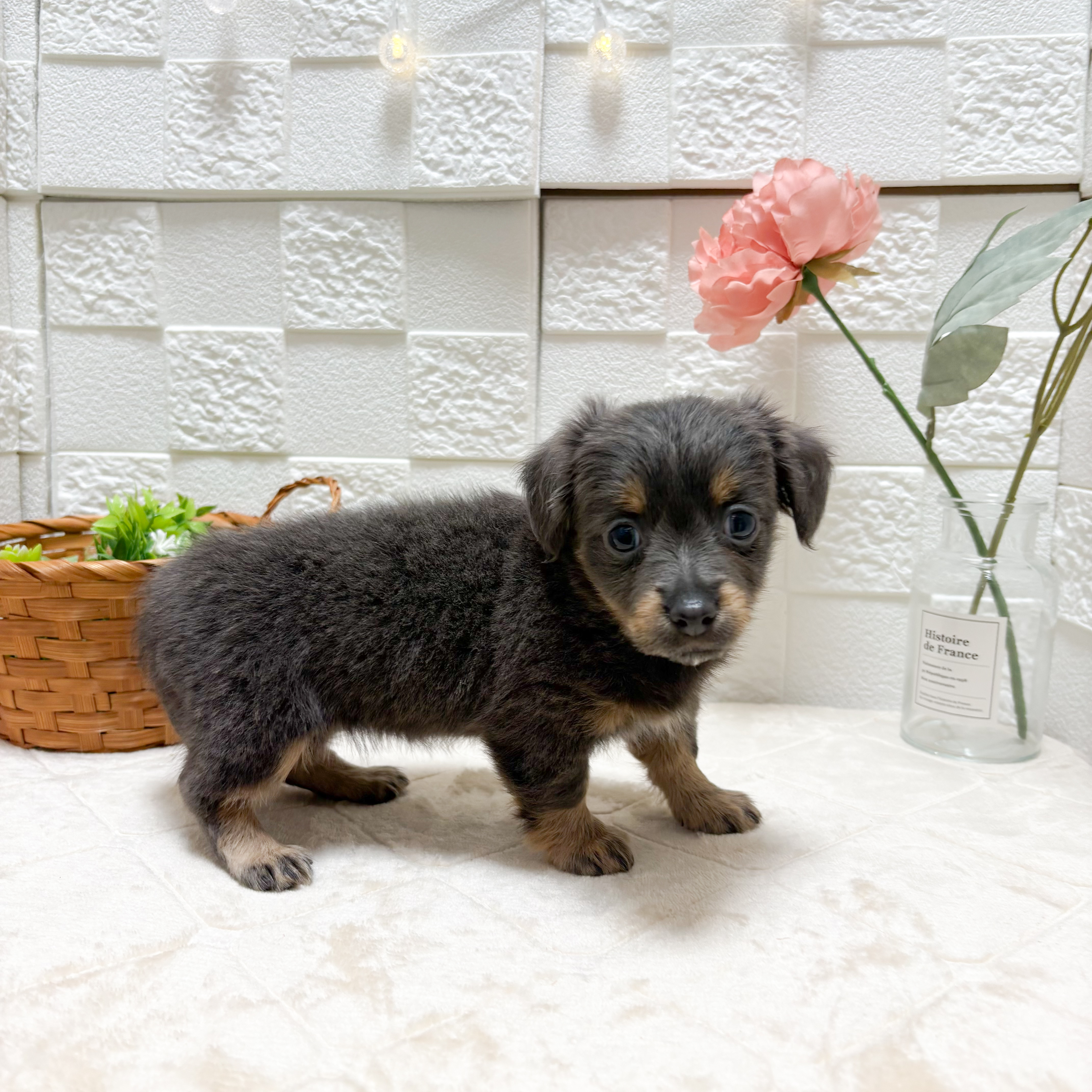 東京都のチワックス(チワワ×ダックス) (犬の家＆猫の里ペットフォレスト小平店/2026年5月19日生まれ/女の子/ブルータン)の子犬の4枚目の画像