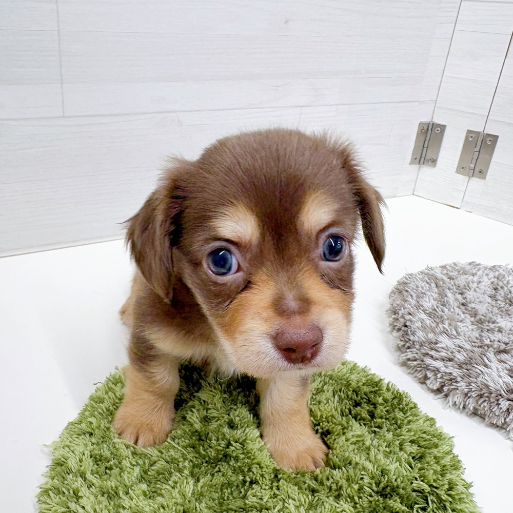 石川県のチワックス(チワワ×ダックス) (犬の家＆猫の里アミーゴ金沢おこばた店/2026年5月19日生まれ/女の子/チョコレートタン)の子犬の4枚目の画像