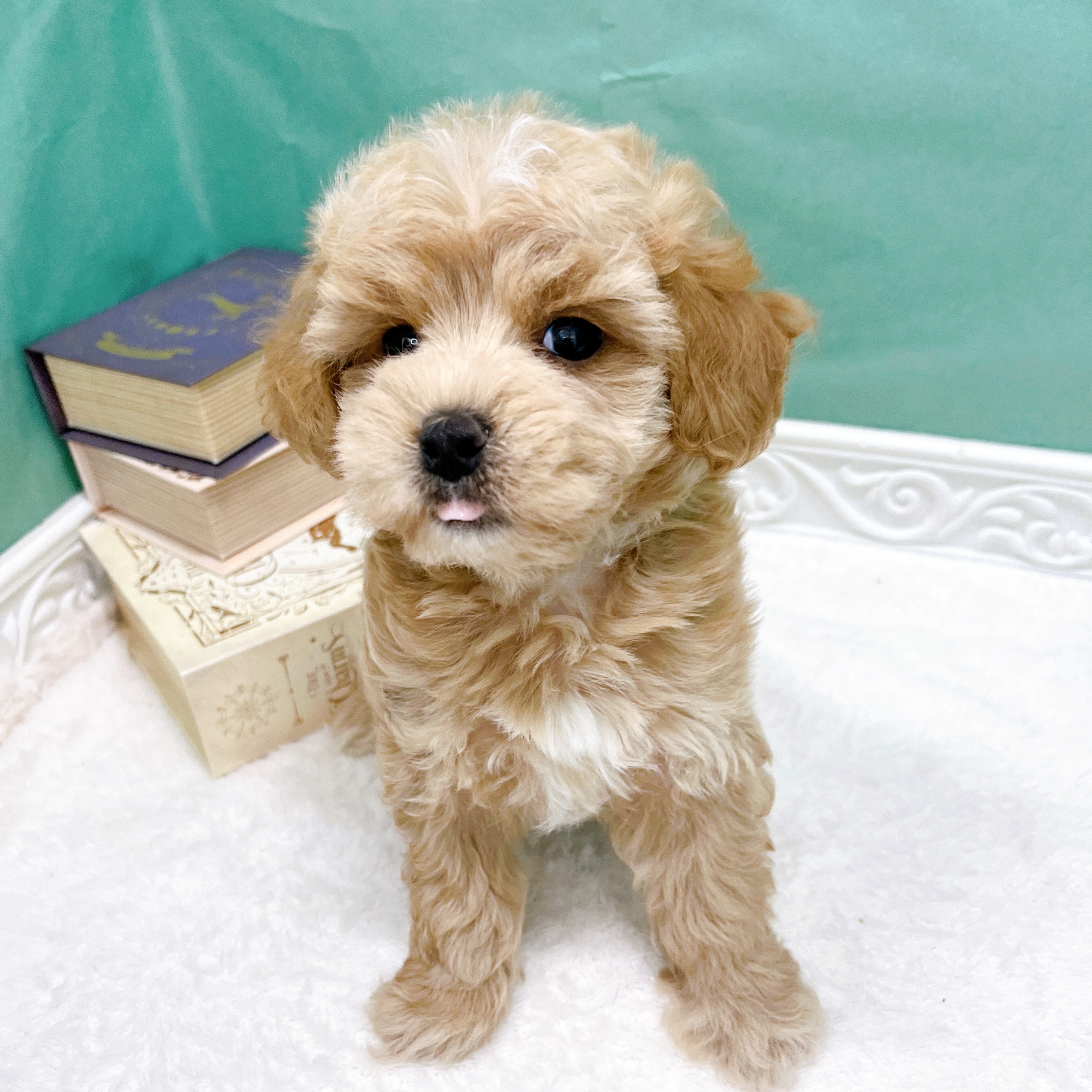 石川県のマルプー(マルチーズ×プードル) (犬の家＆猫の里アミーゴ金沢有松店/2026年5月17日生まれ/男の子/レッド)の子犬の4枚目の画像