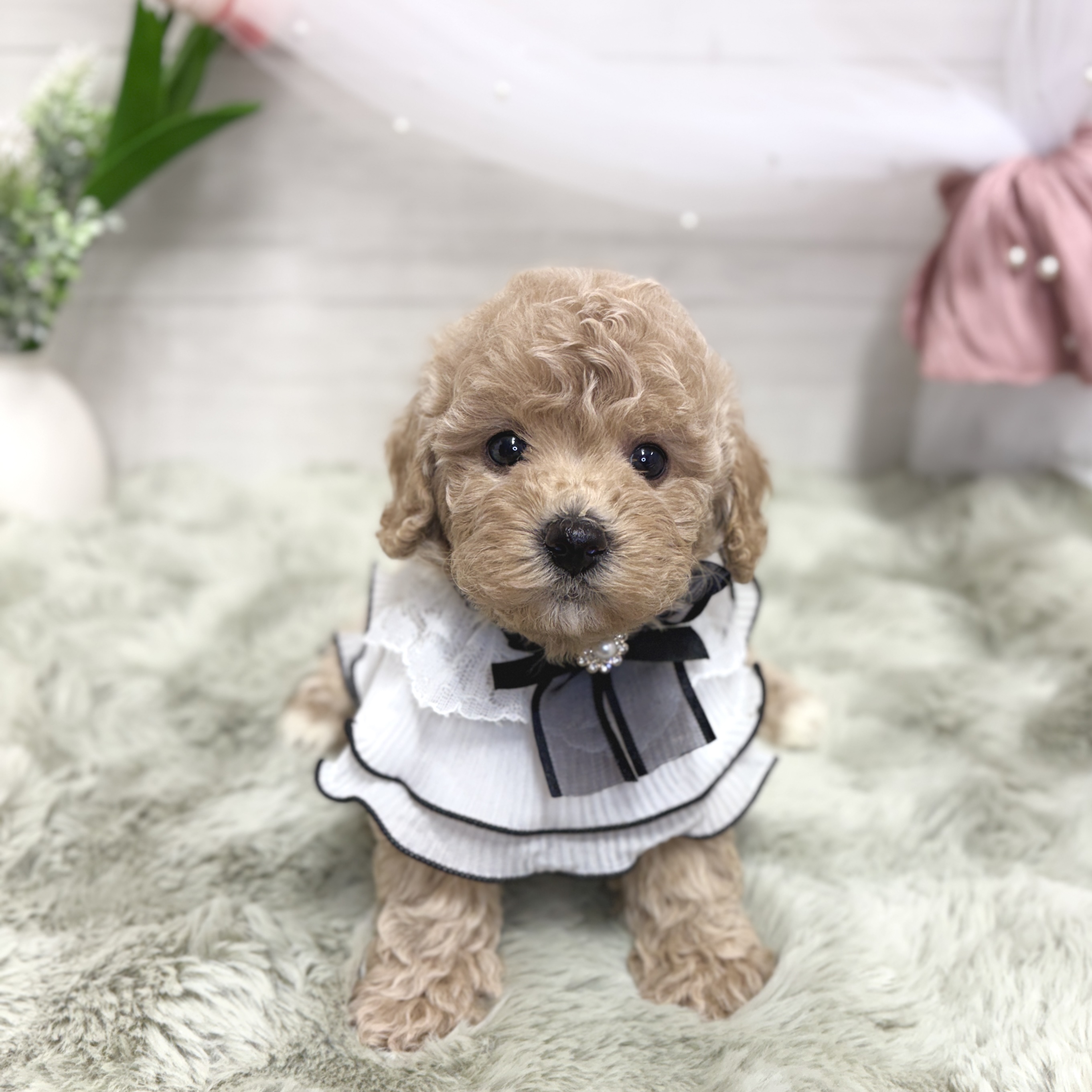 神奈川県のビションプー(ビションフリーゼ×プードル) (犬の家＆猫の里相模原店/2026年5月18日生まれ/女の子/アプリコット)の子犬の4枚目の画像