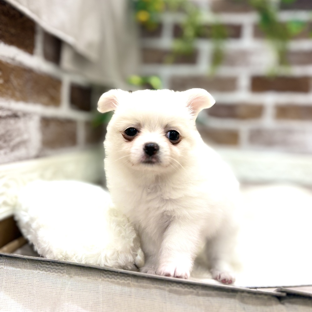 三重県のポメチワ/チワポメ/ポメチー(ポメラニアン×チワワ) (犬の家＆猫の里三重桑名店/2026年5月19日生まれ/男の子/クリームホワイト)の子犬の4枚目の画像