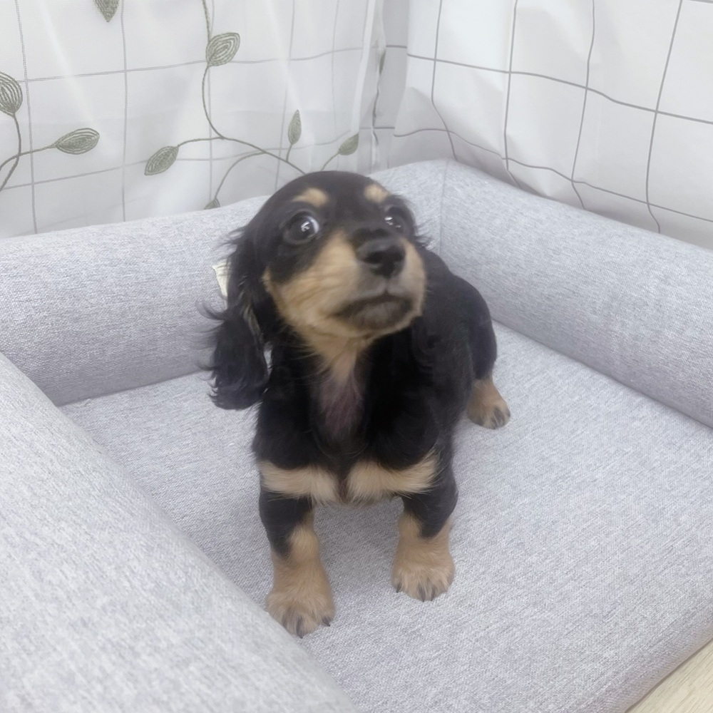 長野県のミニチュアダックスフンド(ロング) (犬の家＆猫の里塩尻店/2026年5月13日生まれ/男の子/ブラックイエロー)の子犬の4枚目の画像