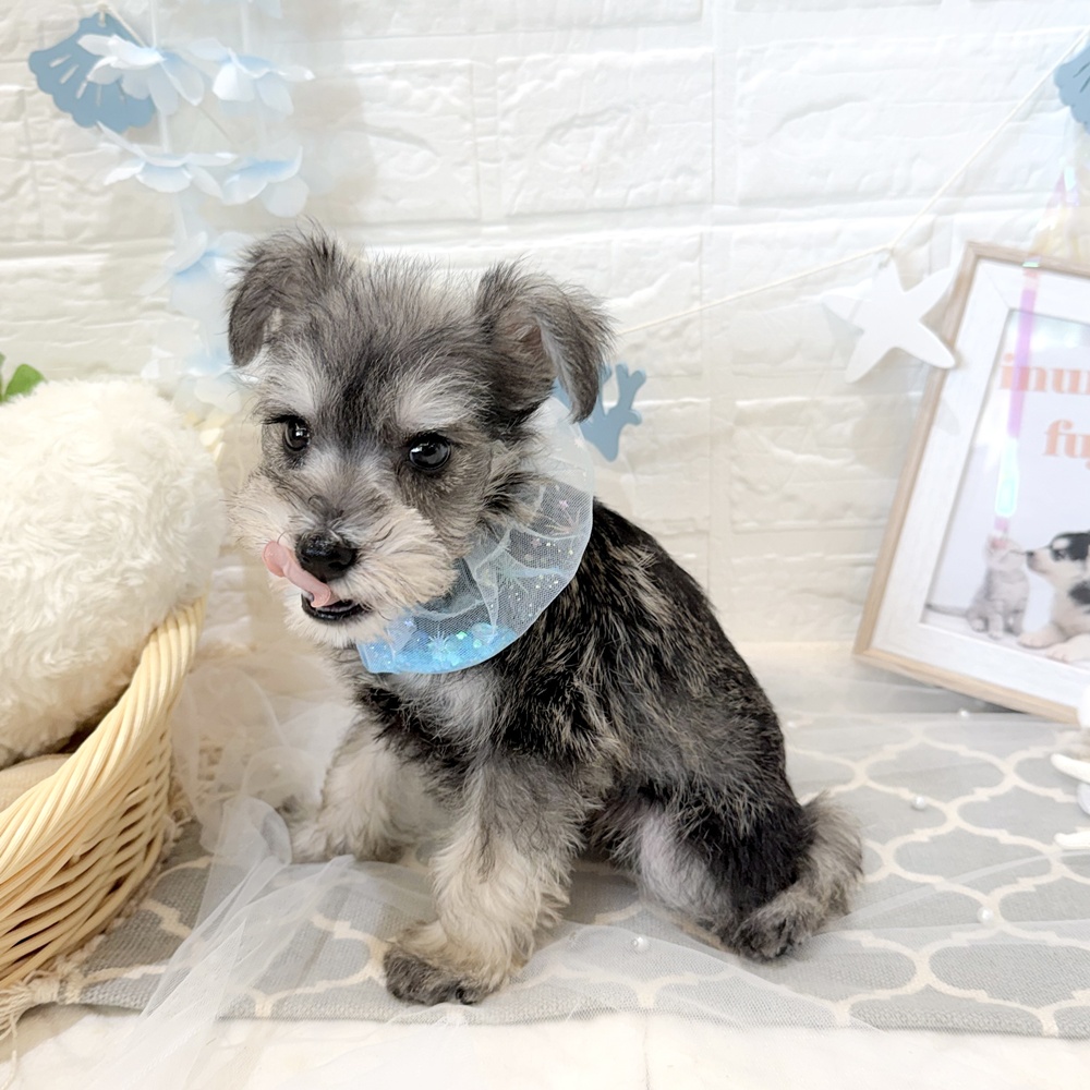 静岡県のミニチュアシュナウザー (犬の家＆猫の里富士店/2026年5月16日生まれ/男の子/ソルトペッパー)の子犬の4枚目の画像