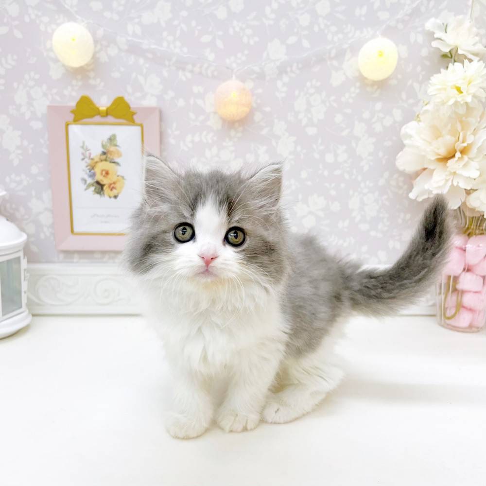 富山県のスコティッシュフォールド (犬の家＆猫の里富山店/2026年5月18日生まれ/女の子/ブルーホワイト)の子猫の4枚目の画像