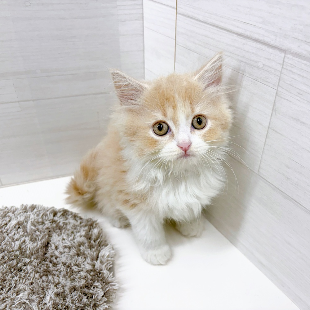 石川県のスコティッシュフォールド (犬の家＆猫の里アミーゴ金沢おこばた店/2026年5月18日生まれ/男の子/クリームホワイト)の子猫の4枚目の画像
