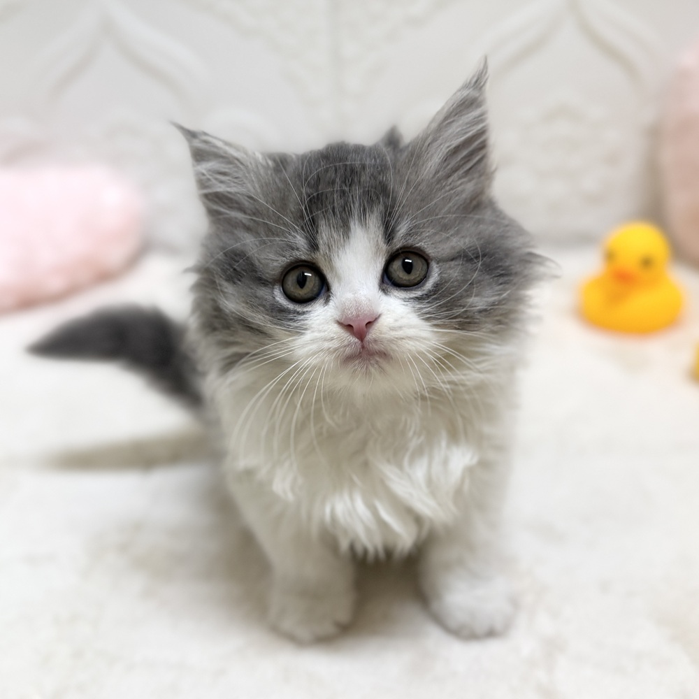 愛知県のスコティッシュフォールド (犬の家＆猫の里岡崎店/2026年5月18日生まれ/女の子/ブルーホワイト)の子猫の1枚目の画像