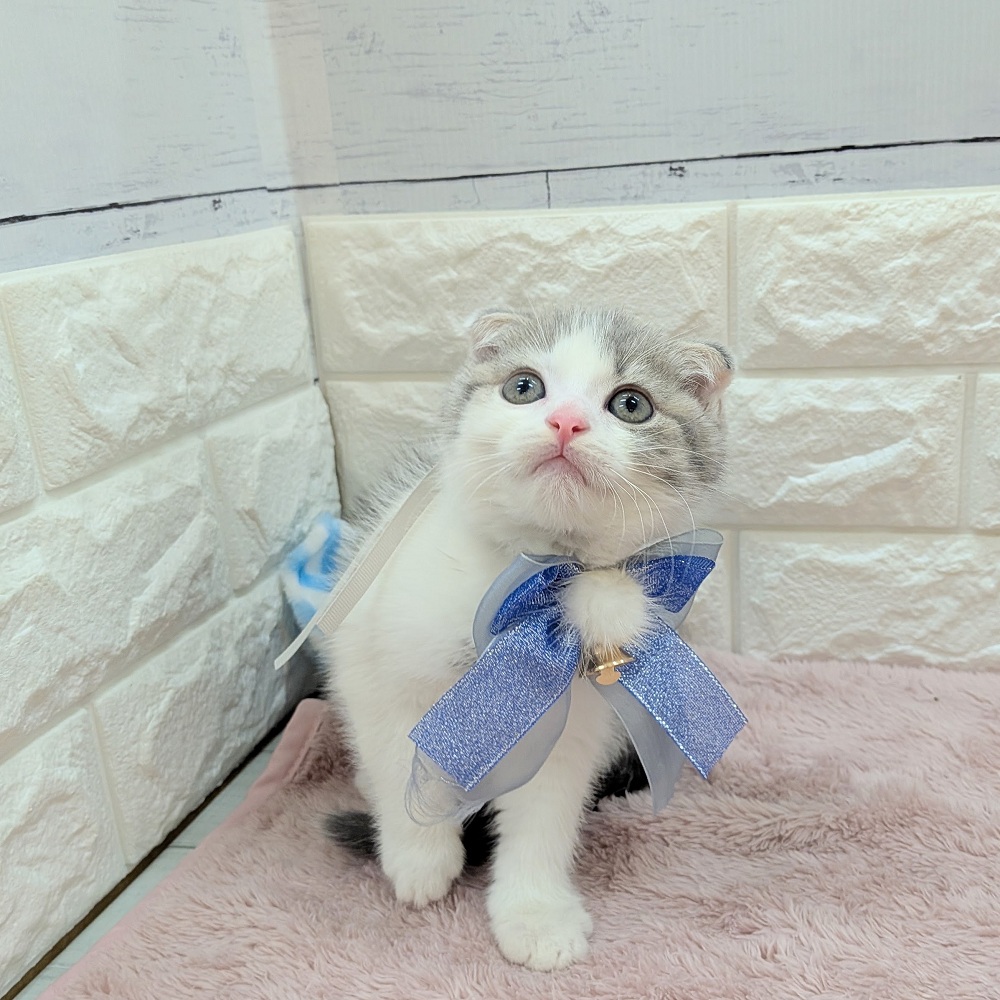 静岡県のスコティッシュフォールド (犬の家＆猫の里アミーゴ浜松和田店/2026年5月19日生まれ/男の子/ブルータビーホワイト)の子猫の4枚目の画像