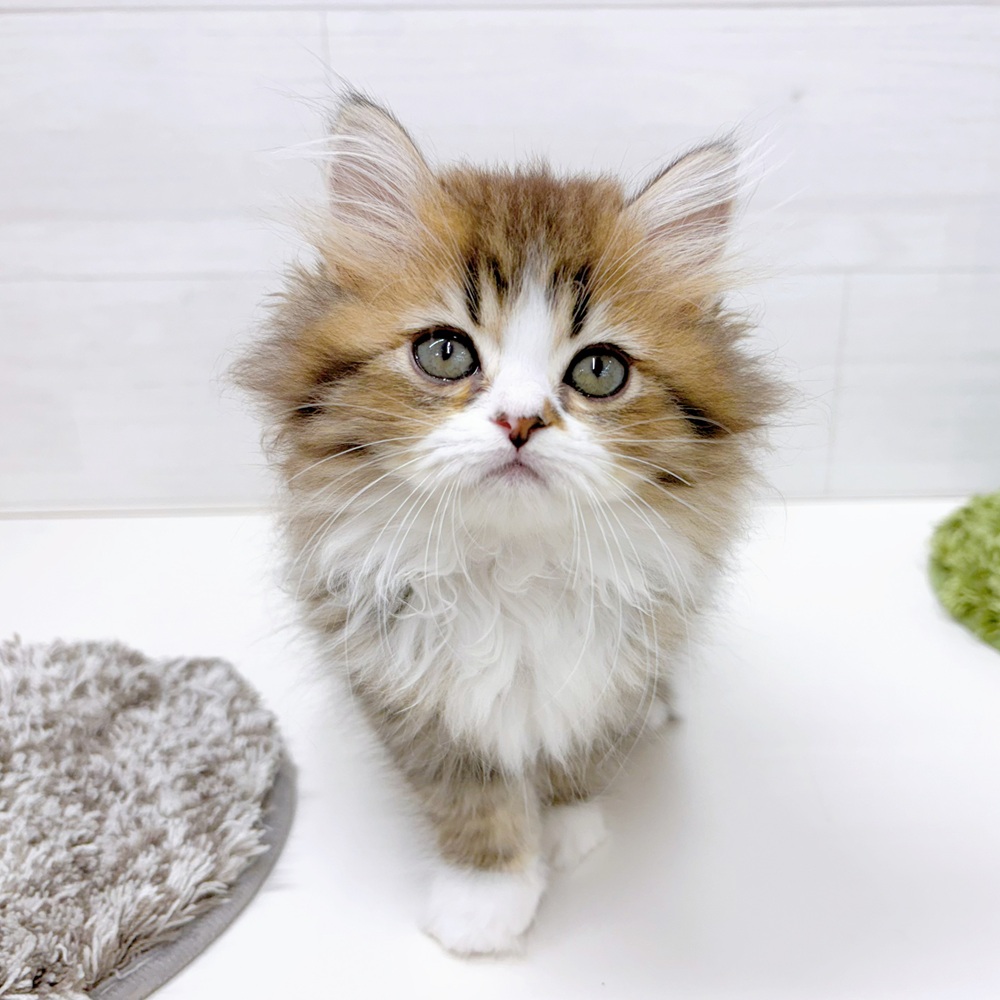 石川県のミヌエット (犬の家＆猫の里アミーゴ金沢おこばた店/2026年5月15日生まれ/女の子/ブラウンタビーホワイト)の子猫の4枚目の画像