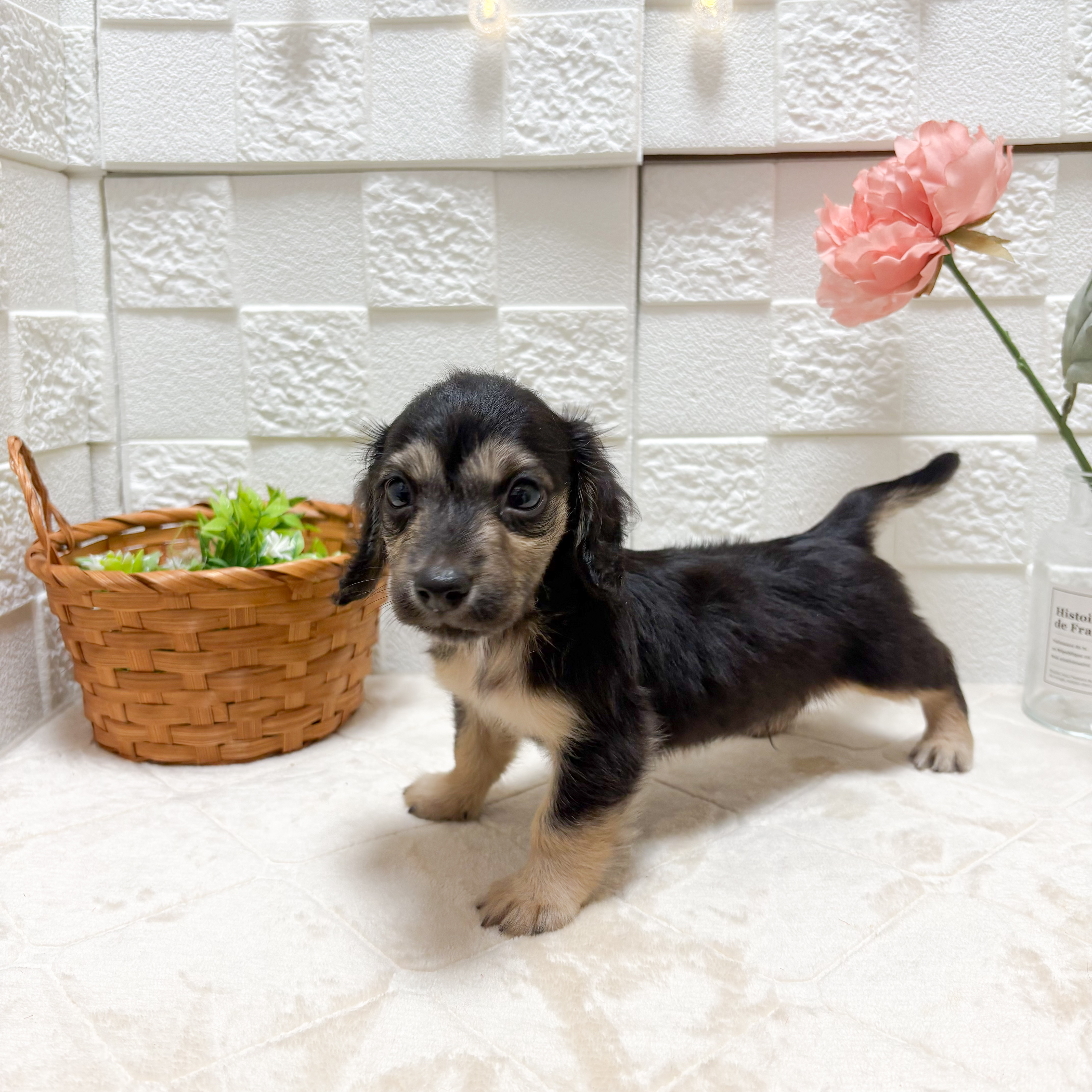 東京都のミニチュアダックスフンド(ロング) (犬の家＆猫の里ペットフォレスト小平店/2026年5月18日生まれ/男の子/ブラックイエロー)の子犬の4枚目の画像