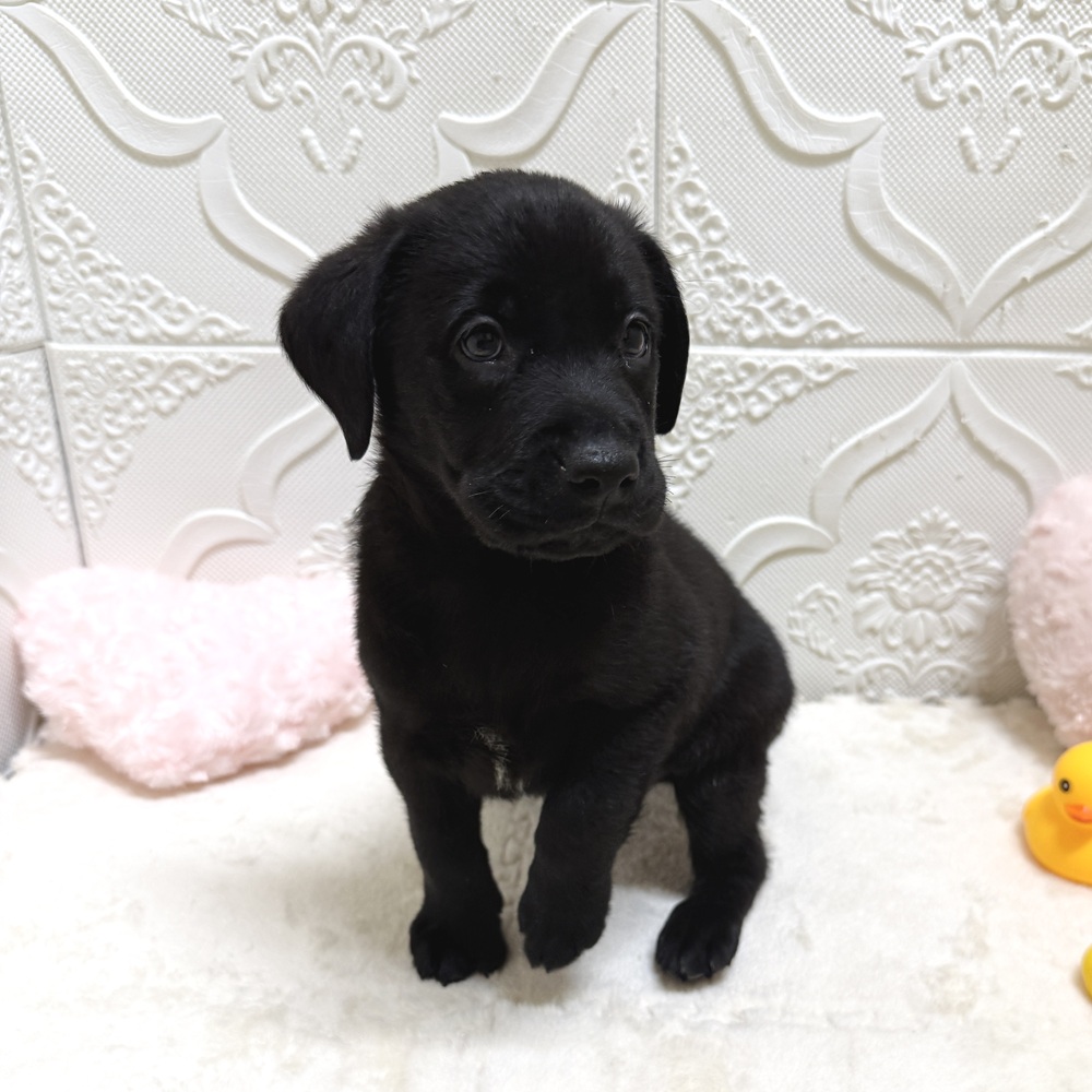 ラブラドールレトリーバー(ブラック(黒)系)の子犬を価格や特徴で探す