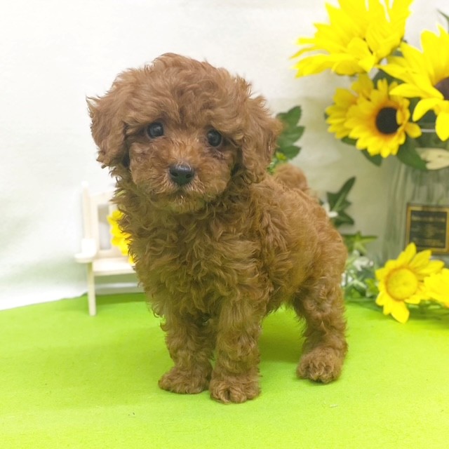 静岡県のトイプードル(トイ) (犬の家＆猫の里藤枝店/2026年5月18日生まれ/男の子/レッド)の子犬の4枚目の画像
