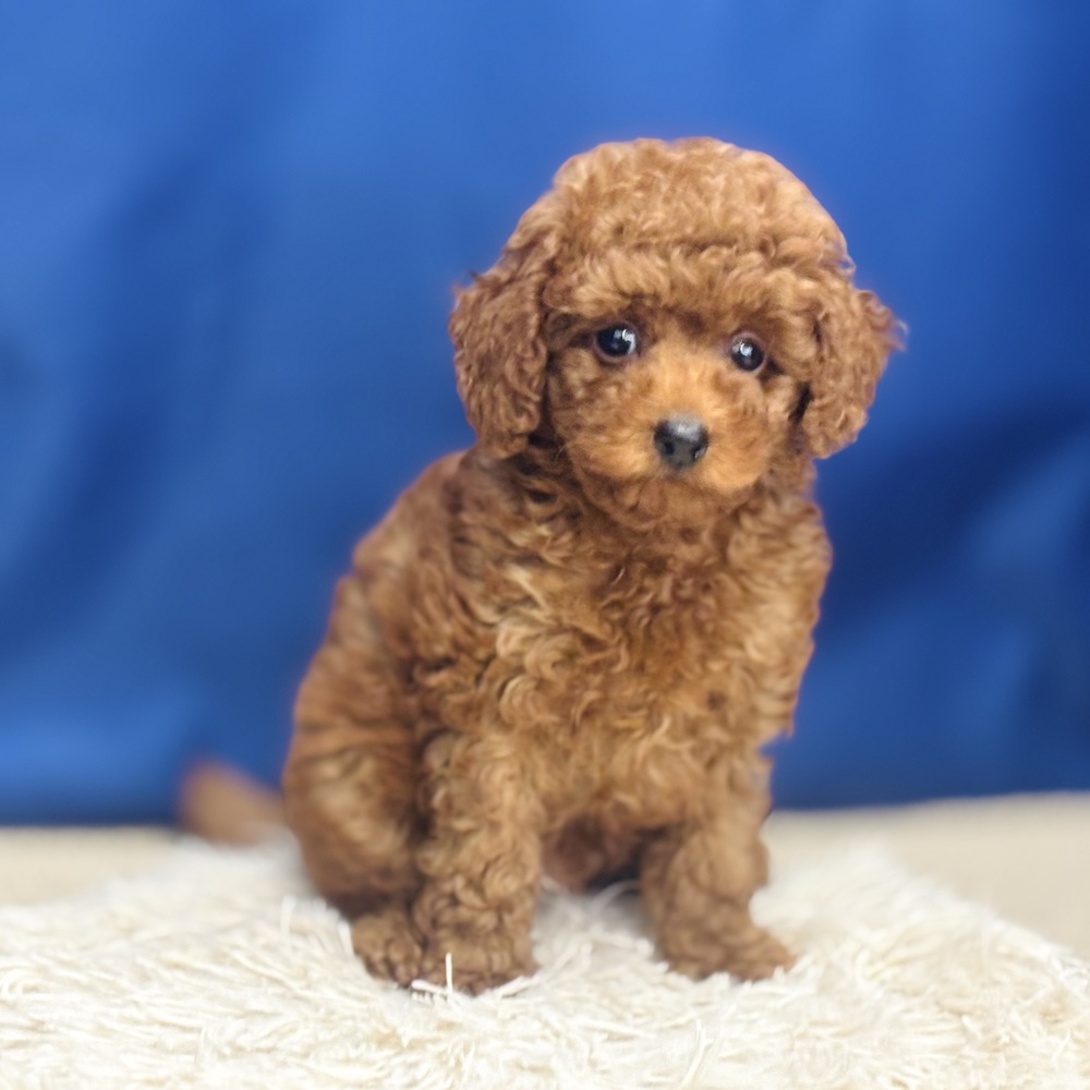 岐阜県のトイプードル(トイ) (犬の家＆猫の里中津川店/2026年5月17日生まれ/男の子/レッド)の子犬の4枚目の画像