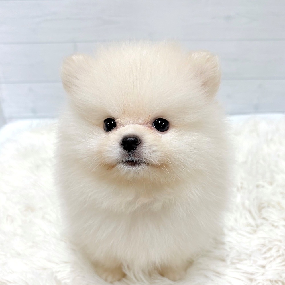 愛知県のポメラニアン (犬の家＆猫の里豊田店/2026年5月19日生まれ/男の子/クリーム)の子犬の4枚目の画像
