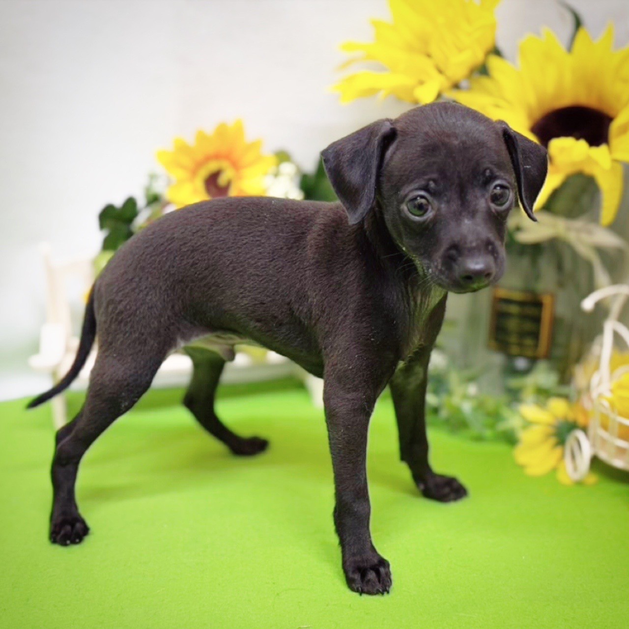 静岡県のハーフ犬・ミックス犬 (犬の家＆猫の里藤枝店/2026年5月17日生まれ/男の子/ブラック)の子犬の4枚目の画像