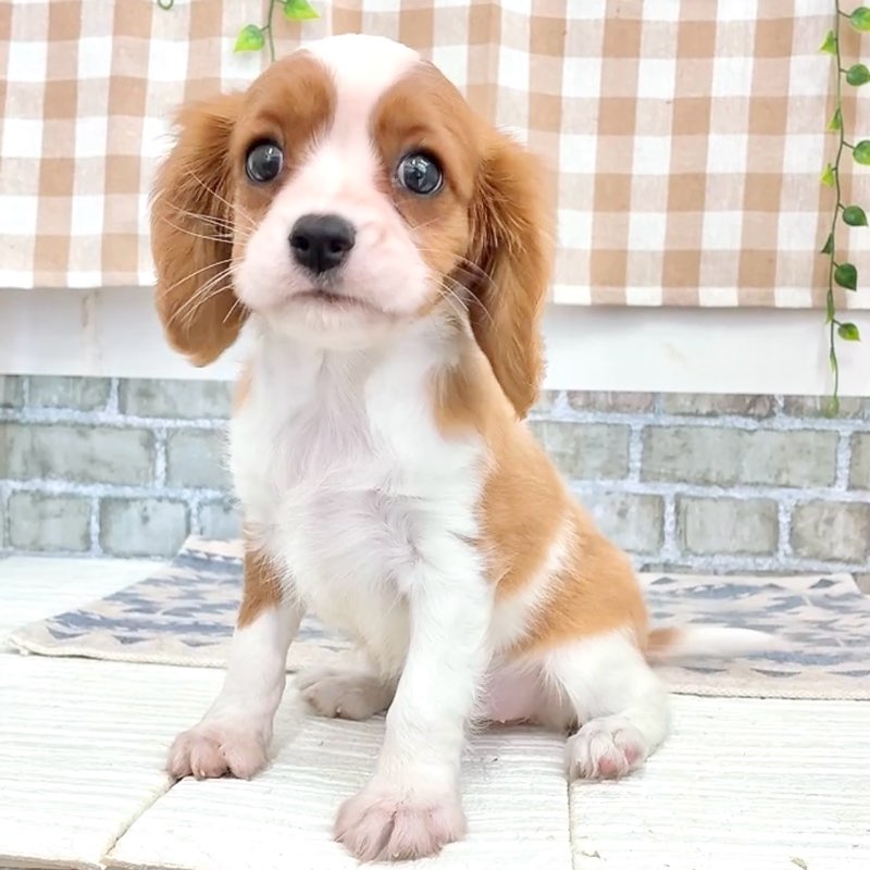 愛知県のキャバリアキングチャールズスパニエル (犬の家＆猫の里碧南店/2026年5月19日生まれ/女の子/ブレンハイム)の子犬の4枚目の画像