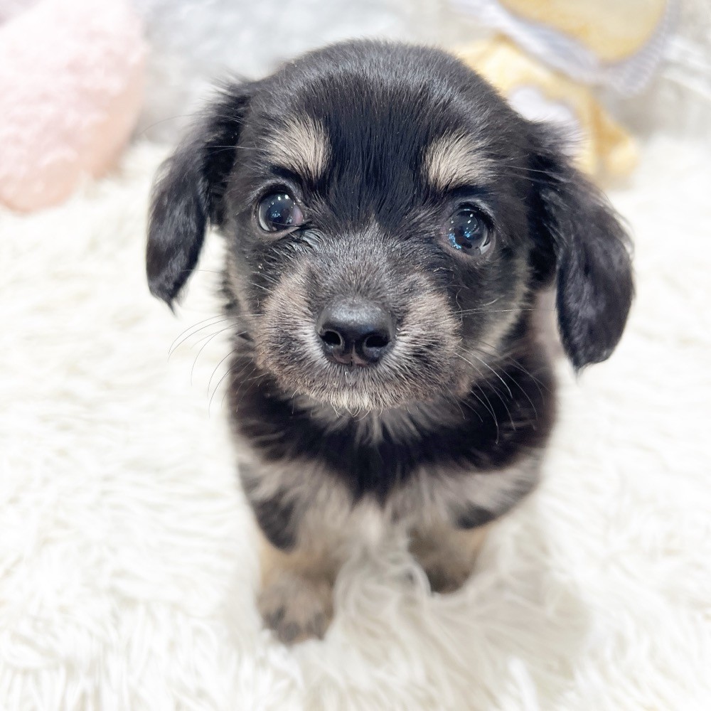 愛知県のチワックス(チワワ×ダックス) (犬の家＆猫の里MiO香久山店/2026年5月19日生まれ/女の子/ブラックタン)の子犬の4枚目の画像