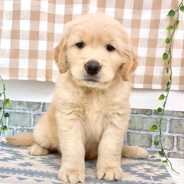 愛知県のゴールデンレトリバー (犬の家＆猫の里碧南店/2026年5月20日生まれ/女の子/ゴールデン)の子犬の4枚目の画像