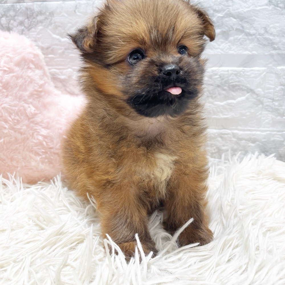 愛知県のハーフ犬・ミックス犬 (犬の家＆猫の里MiO香久山店/2026年5月20日生まれ/男の子/レッド)の子犬の4枚目の画像