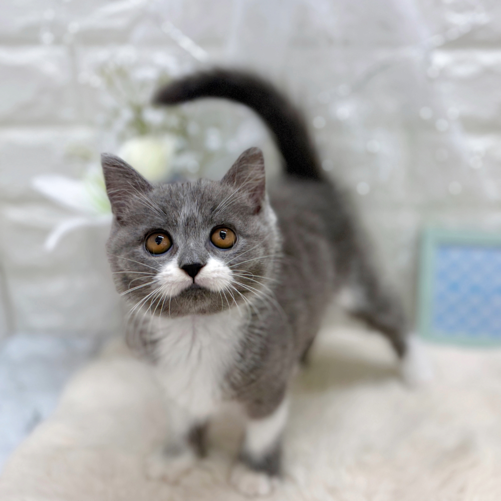 福井県のセルカークレックス (犬の家＆猫の里アミーゴ福井大和田店/2026年5月8日生まれ/男の子/ブルーホワイト)の子猫の4枚目の画像